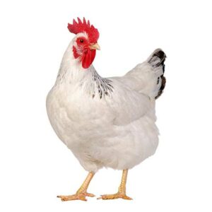 Vom Huhn